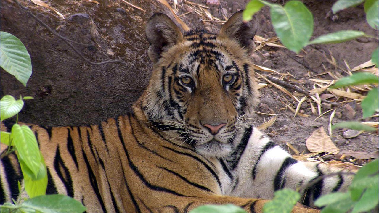 The Last Maneater: Killer Tigers of India